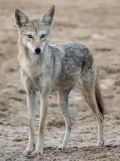 African wolf