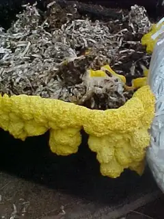 Biodegradation