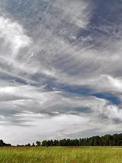 Cirrus cloud
