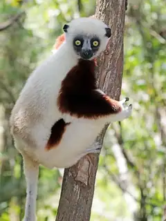 Lemur