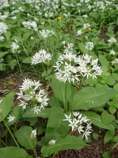 Allium