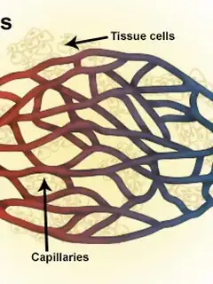 Arteriole
