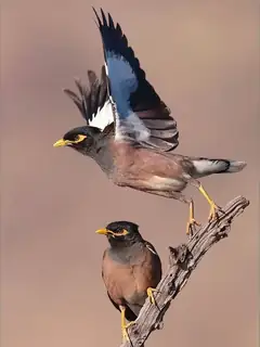 Common myna