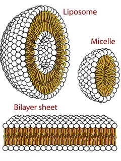 Membrane