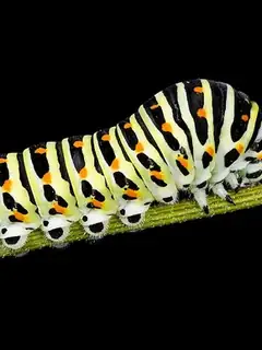 Caterpillar