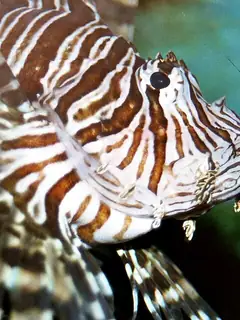 Scorpaeniformes