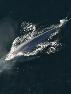 Blue whale