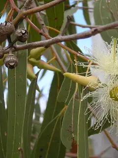 Eucalyptus