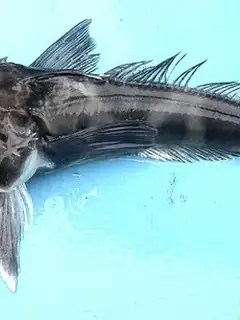 Antarctic fishes