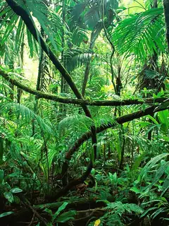 Rainforest