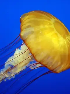 Jellyfish