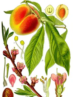 Peach