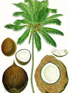 Coconut