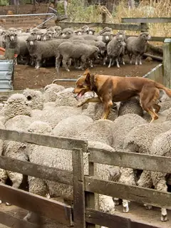 Herding dog