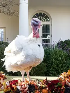 Broad Breasted White