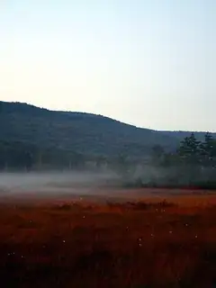 Appalachian bogs