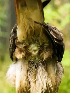 Cloaque