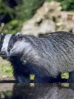 European badger
