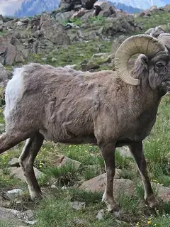 Bighorn sheep