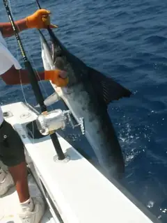 Big-game fishing