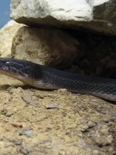 African house snake