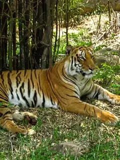 Bannerghatta Biological Park
