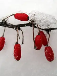 Berry