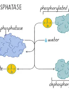 Phosphatase