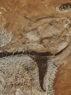 Doryaspis