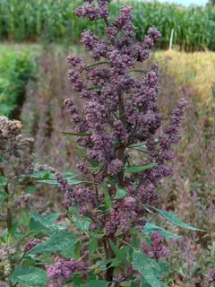 Quinoa