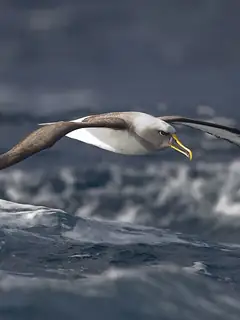Procellariiformes