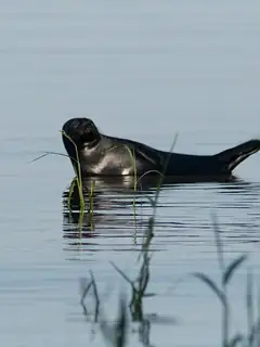 Ladoga ringed seal
