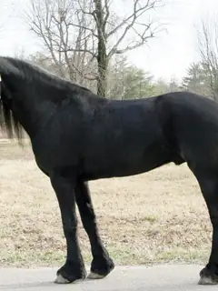 Friesian horse