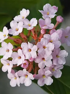 Rubiaceae