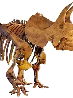 Triceratops