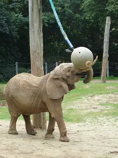 Behavioral enrichment
