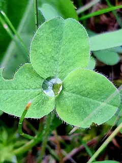 Dew
