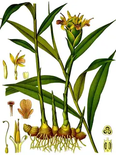 Ginger