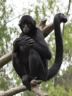 Spider monkey
