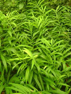 Monocotyledon