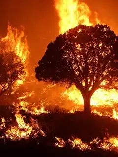Wildfire