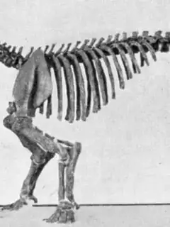 Coryphodon