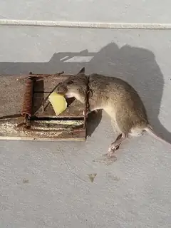 Bait