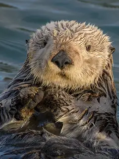 Sea otter