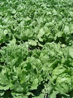 Lettuce