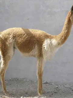 Vicuña