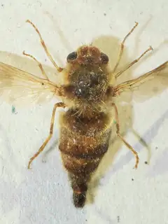 Gasterophilus intestinalis