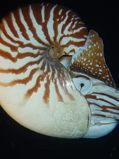 Nautilus macromphalus