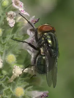 Cochliomyia macellaria