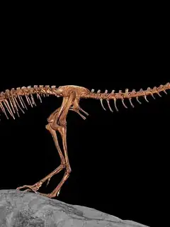 Compsognathus